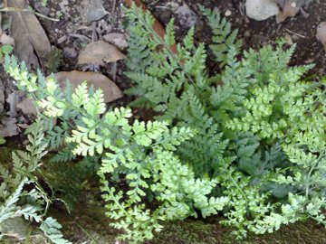 Asplenium sp.